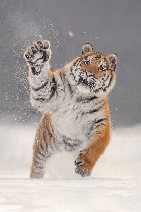 Photos: Award-Winning Photographer Snaps Tiger ‘Lahja’ Playing in the Snow, and More A Tiger, The Snow, Running