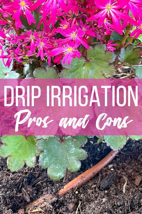 Drip Watering System, Irrigation Diy, Drip Hose, Drip Irrigation Diy, Water Irrigation, Drip System, Texas Gardening, Drip Irrigation System, Water Bill