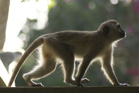 Vervet monkey in backlight I was trying to capture this Vervet monkey as it was sitting still but just as I shot the picture, it moved into this lucky side view pose with the backlight accentuating its silhouette. Mammalia,Monkeys,South Africa,Vervet Monkey Monkey Pose Reference, Monkey Side View, Monkey Standing, Chimpanzee Reference, Indian Monkey, Monkey Sitting, Monkey Pose, Creature Anatomy, Snub Nosed Monkey