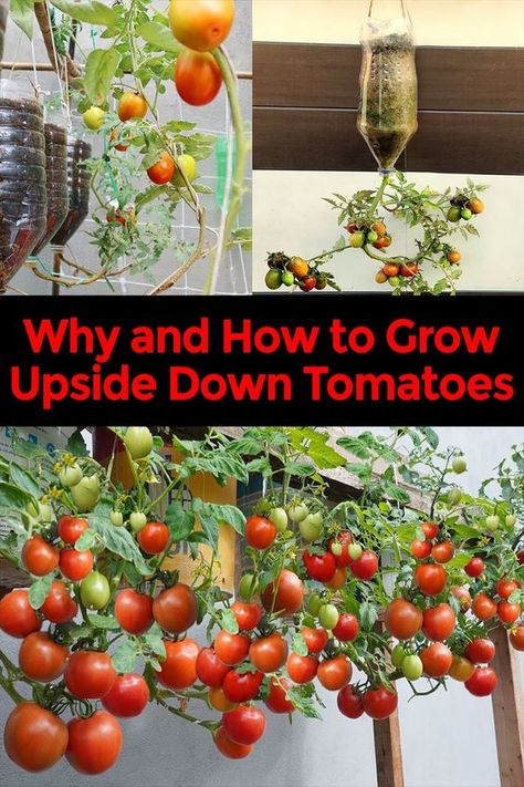 Discover the art of upside-down tomato gardening! Learn space-saving techniques for urban spaces, get step-by-step instructions for DIY planters, and find out how to nurture your hanging tomato plants for a bountiful, beautiful harvest. Perfect for balconies and small gardens! Grow Tomatoes Upside Down, Hanging Tomato Plants Diy, How To Grow Tomatoes Upside Down, Tomatoes In Hanging Baskets, Tomato Planter Ideas Diy, Growing Tomatoes Upside Down, Hanging Tomatoes Upside Down, Diy Tomato Planter, Tomato Growing Ideas