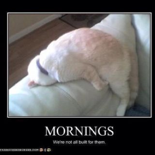 yes, that would be me laying face down Not A Morning Person Humor, Morning Person Humor, Cats Sleeping Funny, The Meta Picture, Not A Morning Person, Monday Humor, Sleep Funny, Morning Person, Cat Sleeping