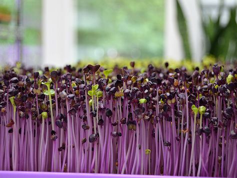 Fast Growing Vegetables, Vertical Pallet Garden, Pizza Vegana, Broccoli Sprouts, Growing Microgreens, Sprouting Seeds, Pole Beans, Pallet Garden, Herbs Indoors