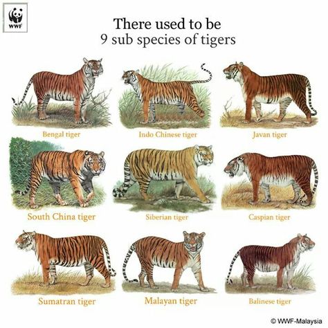 9 subspecies of tigers (WWF Malaysia) Javan Tiger, Caspian Tiger, Tiger Facts, Tiger Species, Animal Infographic, Balinese Cat, Save The Tiger, Sumatran Tiger, Cat Species