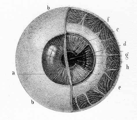 Eyeball Anatomy, Eyeball Drawing, Human Eyeball, Eye Plate, Scientific Drawing, Eye Anatomy, Human Anatomy Art, Anatomy Sketches, Eye Print