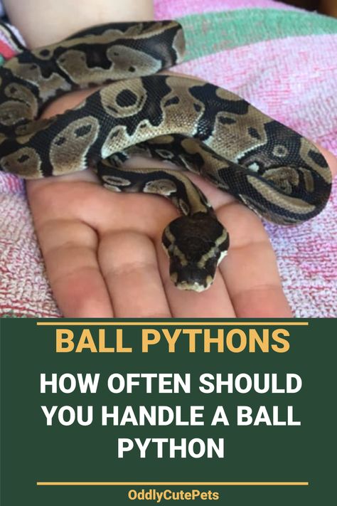 Ball Python Pet Care, Snake Care Ball Python, Ball Python Hide Diy, Ball Python Feeding Chart, Snake Enclosure Ideas Ball Python Diy, Snake Terrarium Ball Python, Ball Python Names, Hall Python Enclosure, Ball Python Habitat