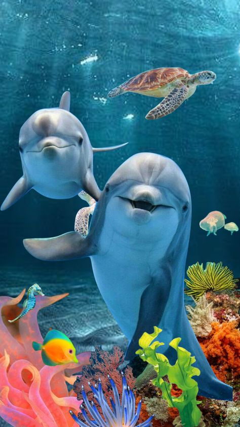 #myfirstshuffle Dolphin Images, Dolphin Photos, Dolphin Tale, Clearwater Marine Aquarium, Dolphin Art, Animals Amazing, Marine Aquarium, Marine Mammals, Backstreet Boys