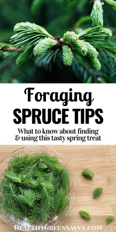 Edible Weeds, Spruce Tips, Wild Foraging, Spring Activity, Wild Food Foraging, Urban Homestead, Foraging Recipes, Bush Craft, Florida Plants