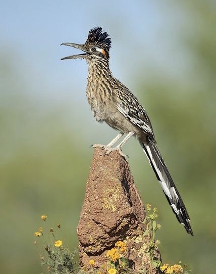 Greater Roadrunner (Geococcyx californianus) Southwest United States Roadrunner Art, Road Runner Bird, Greater Roadrunner, California Quail, Quails, Desert Animals, Desert Art, Nature Birds, Bird Pictures