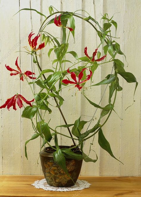 Glory lily 'Rothschildiana' - Stock Image - B916/0163 - Science Photo Library Glory Lily Flower, Gloriosa Superba, Glory Lily, Indoor Plant Trellis, Gloriosa Lily, Expensive Flowers, Nothing But Flowers, Flower Therapy, Herbaceous Perennials