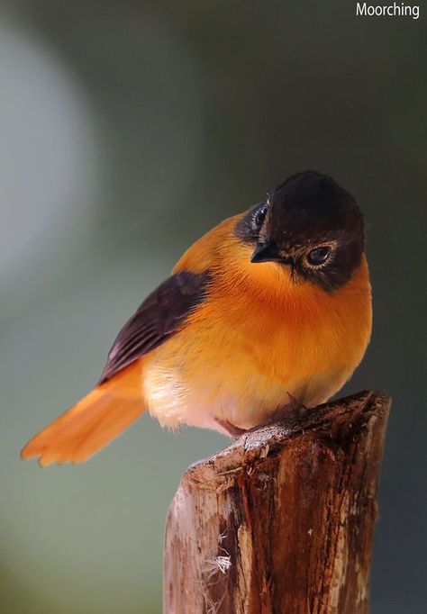 Black & Orange Flycatcher Kinds Of Birds, Nature Birds, All Birds, Bird Pictures, Exotic Birds, Pretty Birds, Bird Photo, Alam Yang Indah, Colorful Birds