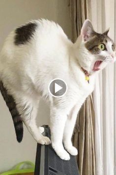 Best Cat Gifs, Cat And Dog Videos, Morning Funny, Funny Cats And Dogs, Cute Cat Gif, Kittens Funny, Funny Dog Videos, Cute Animal Videos, Funny Cute Cats