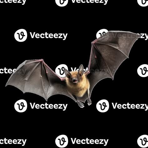 Flying bat isolated on transparent background Flying Bat Drawing, Bats Reference, Bat Photography, Bats Animal, Bat Reference, Bat In Flight, Acotar Stickers, Bat Sketch, Bat Clip Art