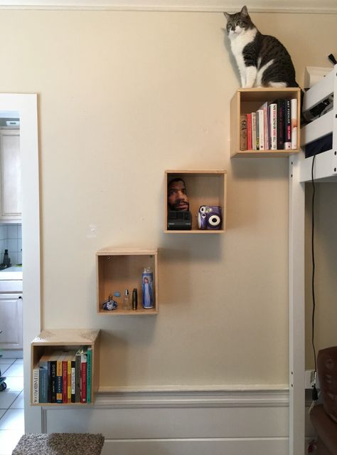 Cat Wall Shelves Around Tv, Cat Shelves Aesthetic, Cat Wall Shelves Layout, Cat Proof Shelves, Cat Walls Diy, Ikea Cat Shelves, Cat Carpet Wall, Cat Shelf Ideas, Cat Wall Shelves Catwalks