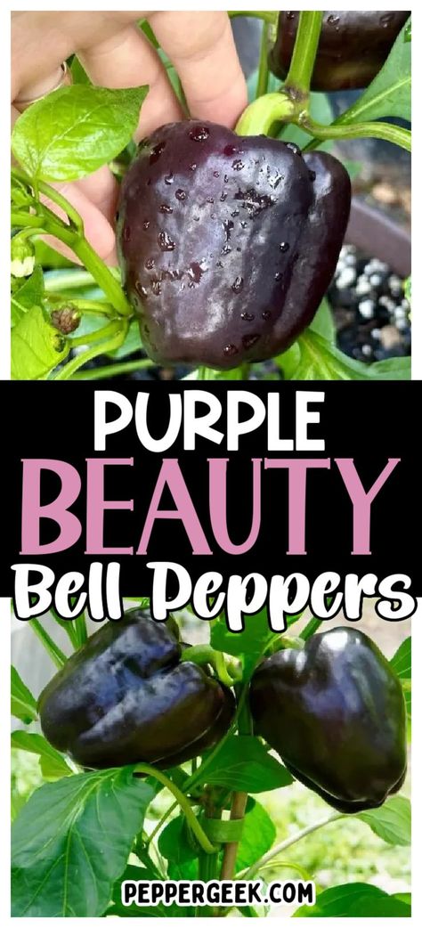 These purple bell peppers are a beautiful addition to any garden space. If you're looking to mix up the color in your garden, try growing this unique variety of purple bell pepper. They're absolutely gorgeous, and they taste great. Purple Bell Pepper, Pepper Garden, Bell Pepper Plant, Purple Pepper, Medicine Garden, Growing Peppers, Sweet Peppers, Garden Stand, Black Garden