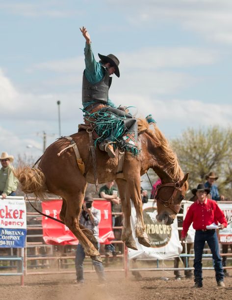 man riding brown horse during daytime photo – Free Rodeo Image on Unsplash Rodeo Houston, Bareback Riding, Bronc Riding, Bucking Horse, Houston Rodeo, Rodeo Cowboys, Bucking Bronco, Cowboy Horse, Cattle Ranching