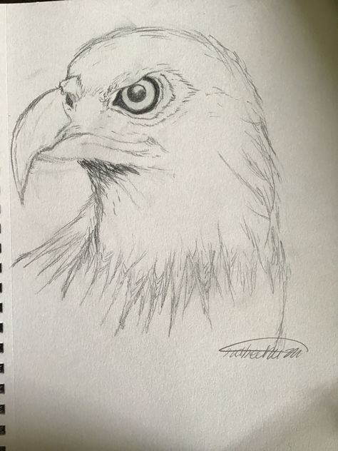 Eagle Drawing Sketches, Bald Eagle Drawing, Eagle Drawing Easy, Eagle Sketch, Eagle Face, Eagle Drawing, Eagle Painting, Pencil Drawings Of Animals, Red Tailed Hawk