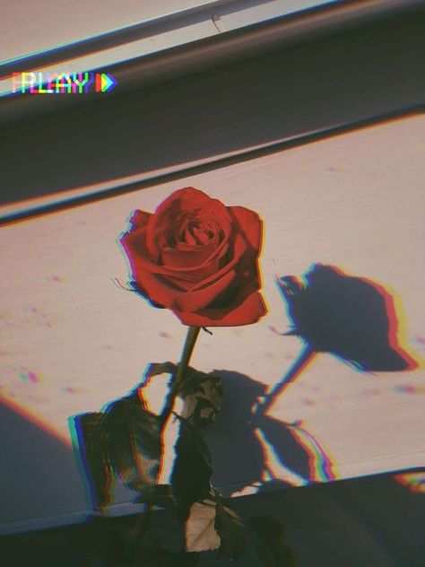 @Francesca6372 </3 Wallpaper Mawar, Wallpaper Estetika, Istoria Artei, Wallpaper Samsung, Aesthetic Roses, Sunflower Wallpaper, Mood Wallpaper, Simple Aesthetic, Iphone Wallpaper Tumblr Aesthetic