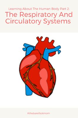 Learning About The Human Body Part 2: The Respiratory And Circulatory Systems Blood Circulation Diagram, Respiratory And Circulatory System, Circulatory System Projects, Circulatory System For Kids, Circulatory System Activities, Human Circulatory System, Science Homeschool, Human Respiratory System, Human Heart Anatomy