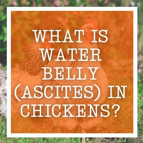 Water Belly In Chickens, Chicken Water From Freezing, Water Water Getting Colder Chicken, Waterglassing Chicken Eggs, Benefits Of Having Chickens, What Is Water, Drink More Water, A Sign, Drinking Water