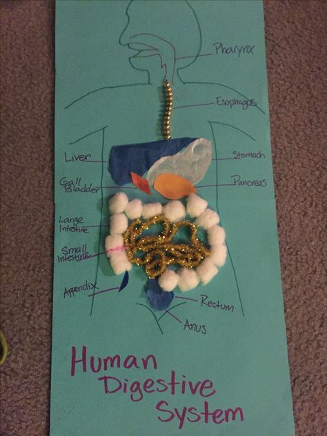 Human Digestive system  Created by random stuff I had laying around the house for my Biology project Digestive System Project, 7th Grade Science Projects, Digestive System Model, Human Body Systems Projects, Body Systems Project, Biology Project, Human Body Projects, Human Body Activities, Human Digestive System