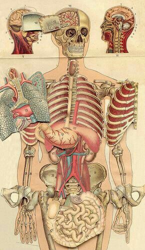 Medical Drawings, Collage Des Photos, Medical Wallpaper, Biology Art, Human Body Anatomy, Human Anatomy Art, Medical Anatomy, Medical Art, Body Anatomy