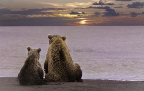 Photo Ours, Brown Bears, Bear Pictures, Arte Inspo, Bear Cubs, Wild Life, Sweet Animals, Baby Bear, Animal Photo