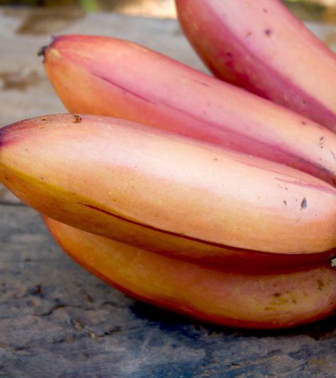 Red banana (Musa acuminate) is officially known as “Red Dacca.” It tastes similar to raspberries and has a red outer peel. It belongs to a subgroup of bananas from southeast Asia. Teeth Remedies, Banana Health Benefits, Red Banana, Banana Uses, Foods For Healthy Skin, Banana Benefits, Cold And Cough Remedies, Teeth Whitening Remedies, Better Diet