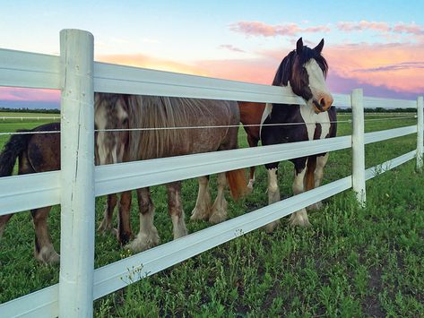 Diy Horse Fence, Electric Fence For Cattle, Owning Horses, Carlton Landing, Pasture Fencing, Horse Fence, Fencing Options, Diy Horse Barn, Horse Corral