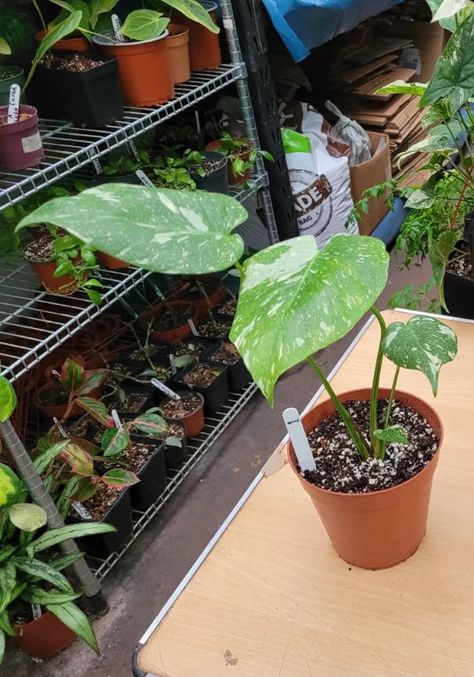 Night Sky With Stars, Monstera Thai Constellation, Sky With Stars, Thai Constellation, Marimo Moss, Marimo Moss Ball, Live Indoor Plants, Winter Plants, Plant Shop