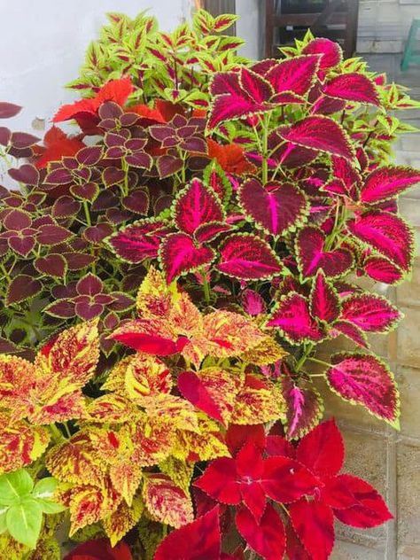 My home🏘️garden 🪵and diy 🛠️ | What to Do If Coleus isn’t Propagating | Facebook Propagate Coleus, Plantarea Legumelor, Indoor Tropical Plants, Creative Garden Decor, Container Garden Design, Potted Plants Outdoor, Container Gardening Flowers, Diy Plant Hanger, Terrarium Plants