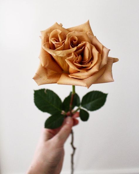 Custom Wedding Flowers For All on Instagram: “The Toffee Rose is one of my personal favourites (I’m sure many other florists would agree) 🧡🌿 Its burnt, Carmel colour tone is bold yet…” Toffee Rose, Carmel Color, S Name, Detroit Wedding, Michigan Wedding, Toffee, Colour Tone, Custom Wedding, Florist