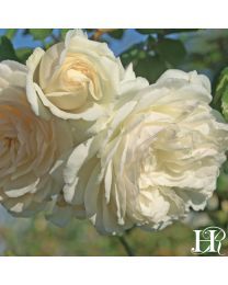 Heirloom Roses, Rose Bushes, Rose Gardening, Rose Plants Natural Garland, White Climbing Roses, Bush Wedding, Spring Crops, Fall Crop, Climbing Rose, Heirloom Roses, Wedding Garland, Rose Seeds