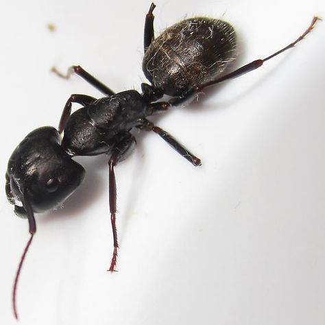 Carpenter Ants, Ants With Wings, White Ant, Antlion Insect, Carpenter Ant, Iowa State University, Black Garden, Dogwood Trees, Ants