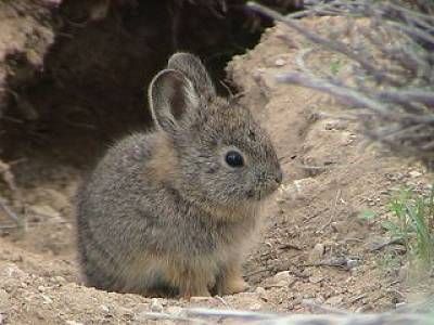 pygmy bunny Rabbit Species, Small Rabbit, Funny Animal Memes, Sweet Animals, Animals Images, Animal Memes, Volcano, Animal Kingdom, Rabbits