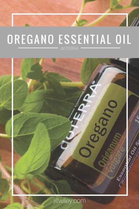 Essential Oils For Parasites In Humans, Doterra Oregano Oil, Essential Oils For Candida, Antifungal Essential Oil, Doterra Oregano, Oregano Essential Oil, Candida Overgrowth, Essential Oil Remedy, Oil Remedies