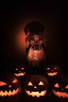 Dog Photoshoot Halloween, Halloween Photoshoot With Dog, Halloween Dog Photography, Halloween Pet Photoshoot, Pet Halloween Photoshoot, Dog Fall Photoshoot, Cute Dog Photoshoot Ideas, Dog Halloween Photoshoot, Halloween Dog Photoshoot