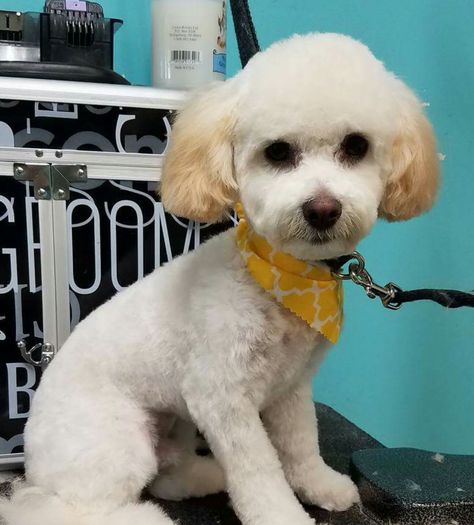 Corte French Poodle, Short Poodle Haircut, Mini Poodle Haircut, Toy Poodle Grooming, Poodle Grooming Styles, Miniature Poodle Haircuts, Yorkie Poo Haircut, Cockapoo Grooming, Maltese Dogs Haircuts