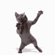 Go Kitty Go Dance, Funny Cat Gif, Kitty Dancing, Dancing Cat Gif, Funny Cat Gifs, Cats Dancing, Dancing Meme, Kitty Gif, Cats Gif