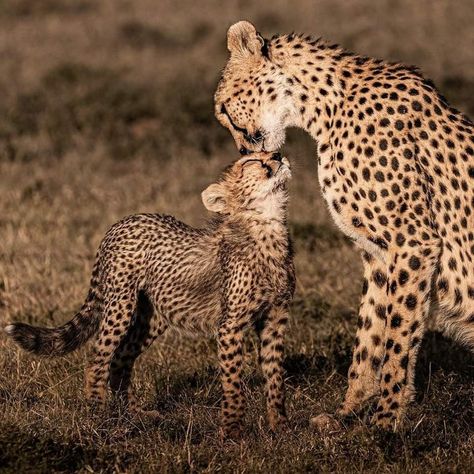 Cheetah With Cubs, Cheetah Cubs, Cats 101, Leopard Cub, Disney Sketches, Ash Gray, The Oc, Cheetahs, Animals And Birds