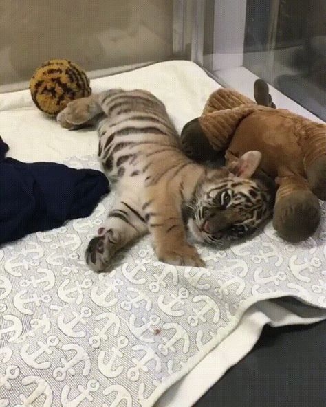 Tiger Pet Aesthetic, Tiger Cute Aesthetic, Tiger Aesthetics, Tiger Pet, Tiny Baby Animals, Cute Tiger Cubs, Royal Animals, Tiger Baby, Baby Tigers