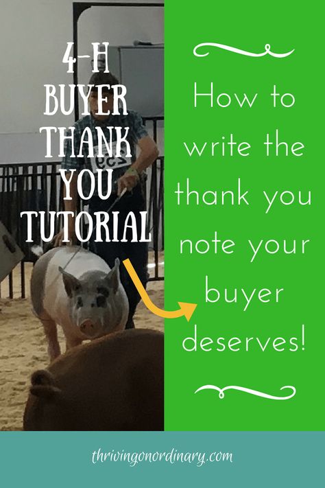 How to write the "Thank You" your buyer deserves. 4-H auction. 4 H Clover, Livestock Judging, High Funny, Thank You Baskets, Pig Showing, 4 H Club, Fair Theme, Raising Pigs, Show Cattle