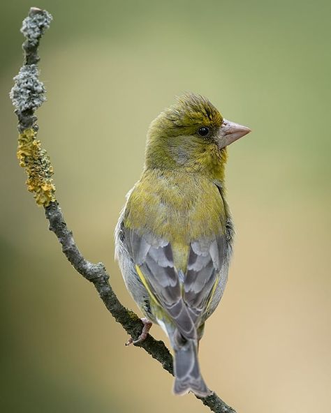 roenling , European Greenfinch  European_Greenfinch #nature #exclusive wildlife #exclusive_shots  #wildlifeplanet #wildlifephotography Greenfinch, Bird Pictures, Wildlife Photography, Birds, Photography, Animals, Instagram, Nature