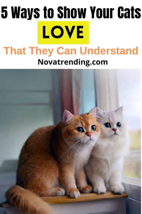 5 Ways to Show Your Cats Love That They Can Understand: Are you scratching your head on how to show your cat you love them? While we�re not always sure if our cats love us, we want to dote on them as much as possible. So, keep on reading to discover 5 ways to make your cat happy. How To Make Your Cat Love You, Things Cats Love, Love Your Pet Day, Cat Ages, Emotional Support Animal, Older Cats, Cat Care Tips, Ways To Show Love, Heartwarming Stories