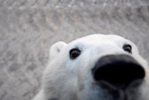 Animal Close Up, Bear Pictures, Love Bear, Silly Animals, Polar Bears, Holy Grail, Animal Photo, My Eyes, 귀여운 동물