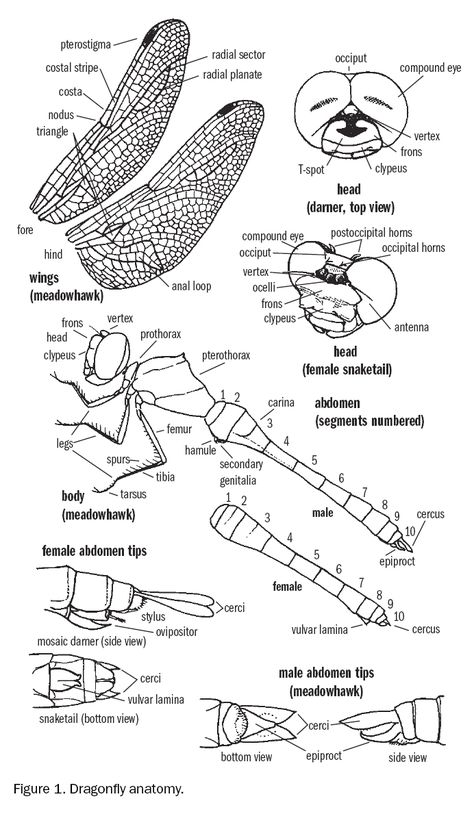 Dragonfly Anatomy Mixed Media Anatomy Art, Dragonfly Anatomy, Dragonflies Artwork, Butterfly Anatomy, Insect Anatomy, Dragonfly Artwork, Dragonfly Images, Dragonfly Drawing, Dragon Flys