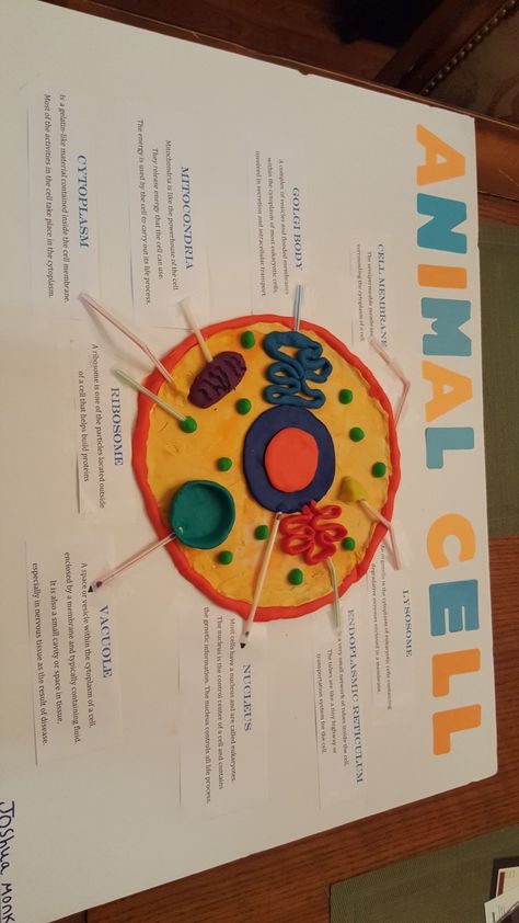 Cell Animal Project, Cell Model Project Animal, Animal Cells Project, Animal Cell Project Ideas Models, Eukaryotic Cell Model, 3d Animal Cell Project 7th Grade, Model Of Animal Cell, Animal Cell Project Ideas, Animal Cell Activity