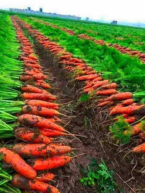 Vertical Vegetable Gardens, Garden Watering System, Vegetables Photography, Vegetable Pictures, Vegetable Farming, Vegetable Garden Planning, Farm Lifestyle, Home Vegetable Garden, February 8