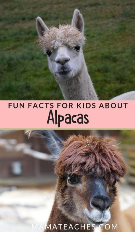 Fun Facts for Kids About Alpacas - Mama Teaches Endangered Species Activities, Alpaca Facts, Llama Classroom, Animal Facts For Kids, Fun Facts For Kids, Fun Facts About Animals, Animal Conservation, Cactus Party, Alpaca Farm