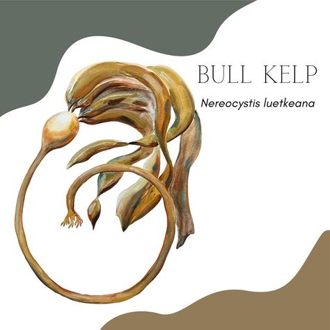 Bull Kelp is a fast growing algae that creates complex three-dimensional habitat. These underwater forests are superb at curbing climate… | Instagram Bull Kelp, Fast Growing, Botanical Drawings, Super Powers, Three Dimensional, Forest, Instagram