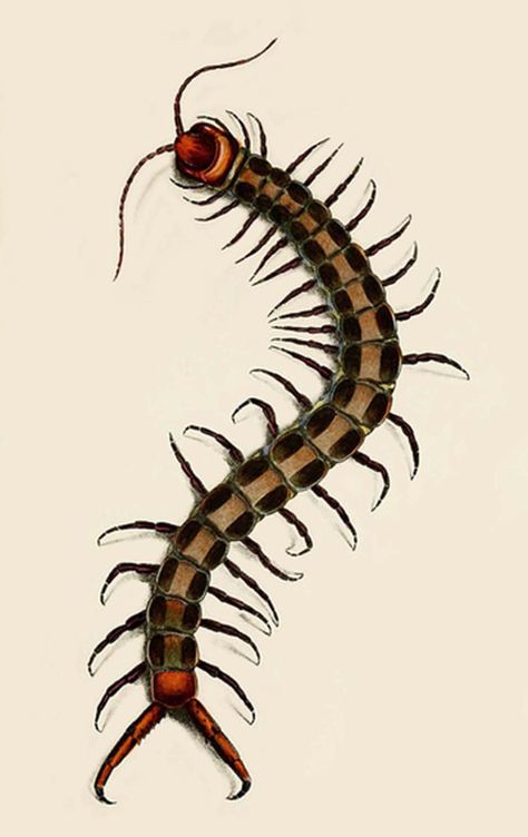 Centipede Illustration, Cartoon Tattoo Ideas, Animated Shows, Cartoon Tattoo, Insect Tattoo, Bug Tattoo, Cool Bugs, Insect Art, Bugs And Insects